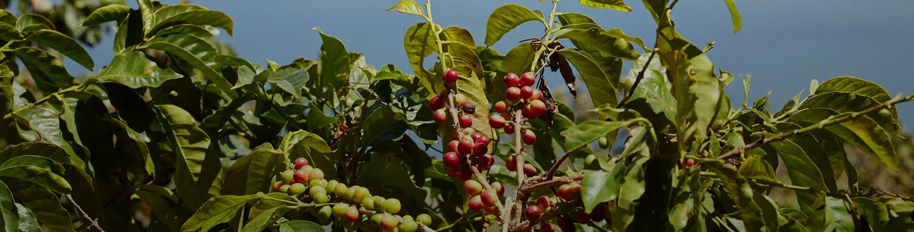 Nachhaltig produzierter Äthiopien Kaffee