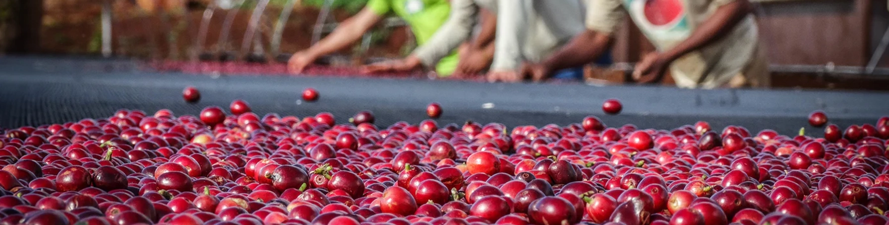 Fair Trade Bio Kaffee