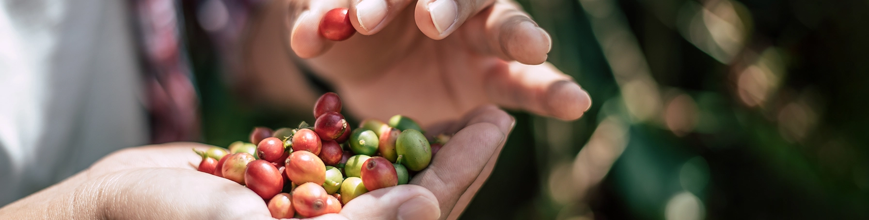 Fair Trade Kaffee