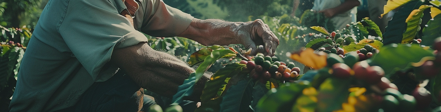 Bio Robusta Qualität