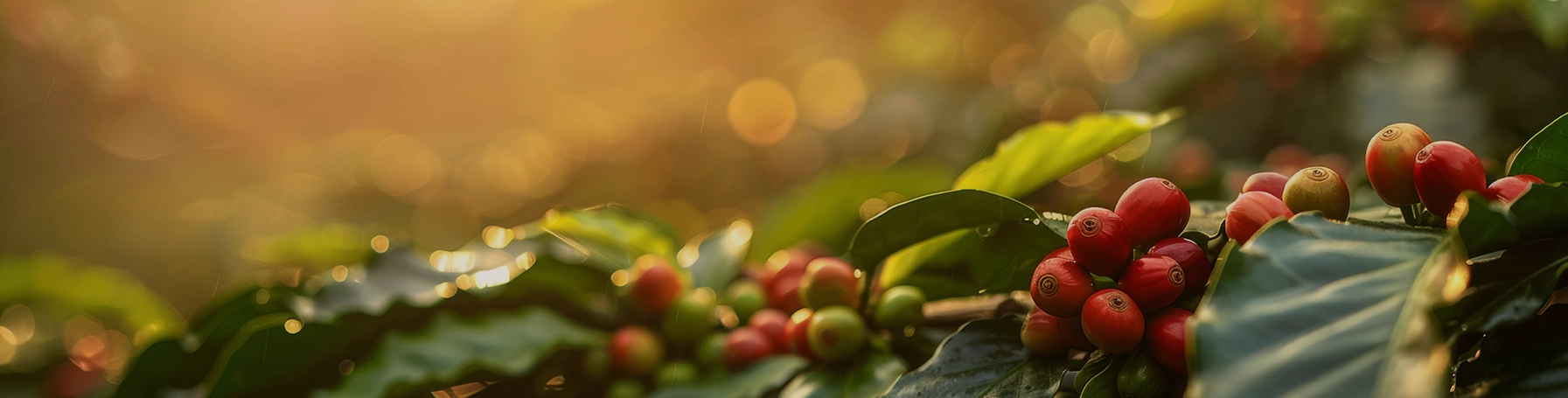 Java Jampit Estate Plantage